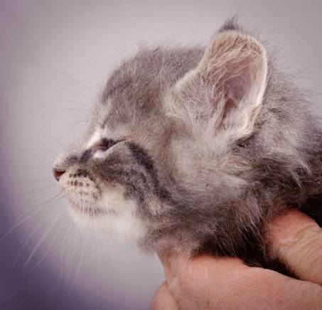 Description: J:\Pictures\K-kull\K-kull_5_weeks\20101206_K-kull_5_weeks_0102.jpg