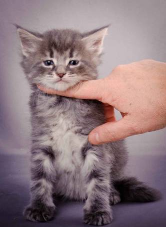 Description: J:\Pictures\K-kull\K-kull_5_weeks\20101206_K-kull_5_weeks_0100.jpg