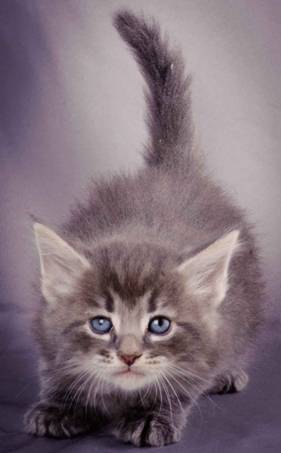 Description: J:\Pictures\K-kull\K-kull_5_weeks\20101206_K-kull_5_weeks_0098.jpg