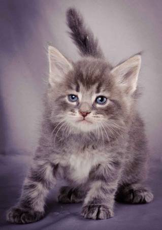 Description: J:\Pictures\K-kull\K-kull_5_weeks\20101206_K-kull_5_weeks_0096.jpg