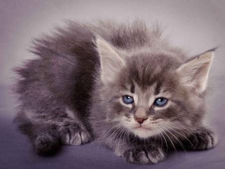 Description: J:\Pictures\K-kull\K-kull_5_weeks\20101206_K-kull_5_weeks_0107.jpg