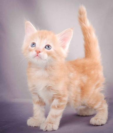 Description: J:\Pictures\K-kull\K-kull_5_weeks\20101206_K-kull_5_weeks_0119.jpg