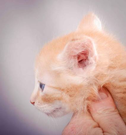 Description: J:\Pictures\K-kull\K-kull_5_weeks\20101206_K-kull_5_weeks_0116.jpg