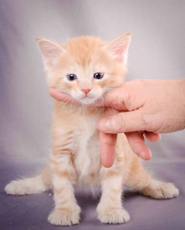 Description: J:\Pictures\K-kull\K-kull_5_weeks\20101206_K-kull_5_weeks_0115.jpg