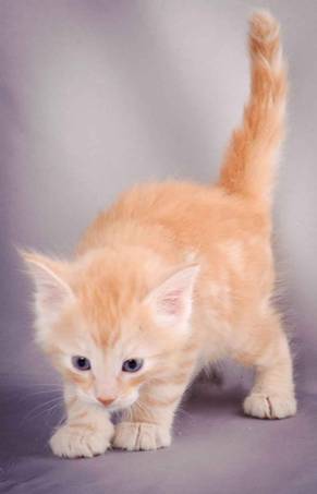 Description: J:\Pictures\K-kull\K-kull_5_weeks\20101206_K-kull_5_weeks_0113.jpg