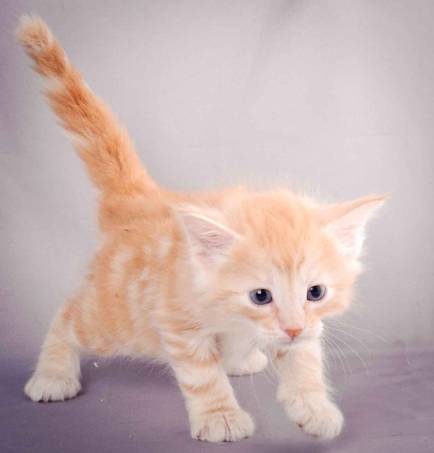 Description: J:\Pictures\K-kull\K-kull_5_weeks\20101206_K-kull_5_weeks_0110.jpg