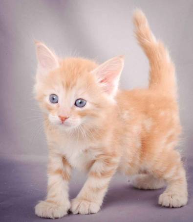 Description: J:\Pictures\K-kull\K-kull_5_weeks\20101206_K-kull_5_weeks_0122.jpg