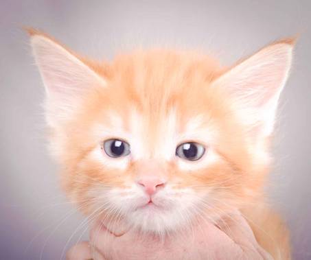 Description: J:\Pictures\K-kull\K-kull_6_weeks\20101213_K-kull_6_weeks_0009.jpg