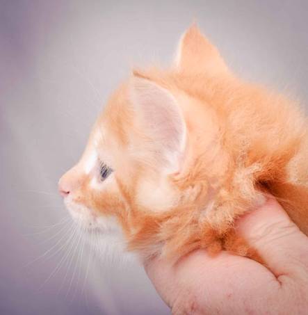 Description: J:\Pictures\K-kull\K-kull_6_weeks\20101213_K-kull_6_weeks_0008.jpg