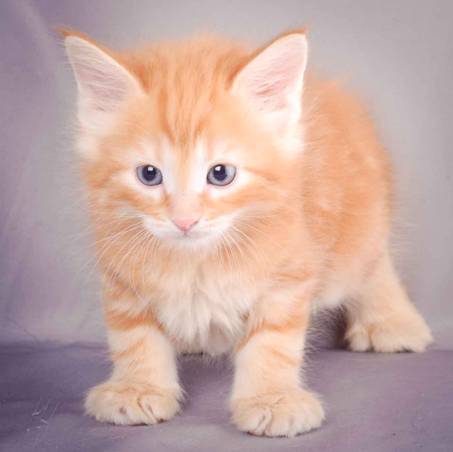 Description: J:\Pictures\K-kull\K-kull_6_weeks\20101213_K-kull_6_weeks_0006.jpg