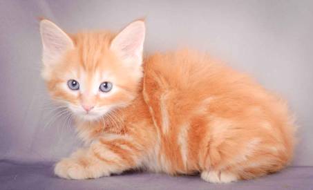 Description: J:\Pictures\K-kull\K-kull_6_weeks\20101213_K-kull_6_weeks_0015.jpg