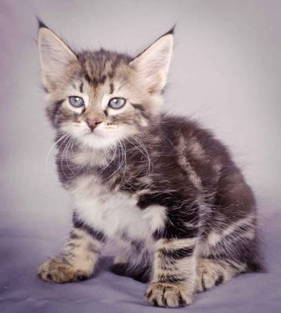 Description: J:\Pictures\K-kull\K-kull_6_weeks\20101213_K-kull_6_weeks_0027.jpg