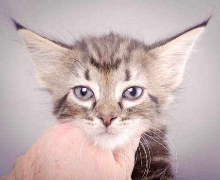 Description: J:\Pictures\K-kull\K-kull_6_weeks\20101213_K-kull_6_weeks_0021.jpg