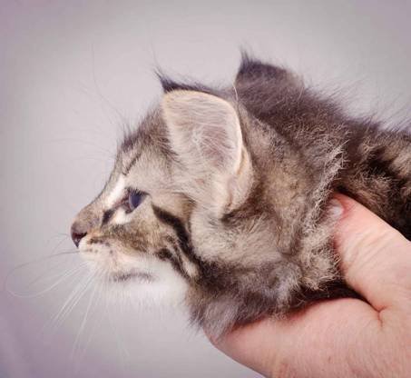 Description: J:\Pictures\K-kull\K-kull_6_weeks\20101213_K-kull_6_weeks_0020.jpg