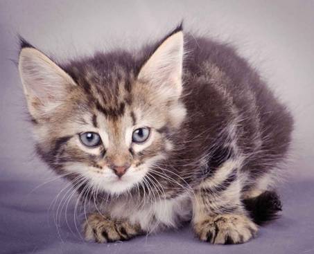 Description: J:\Pictures\K-kull\K-kull_6_weeks\20101213_K-kull_6_weeks_0019.jpg