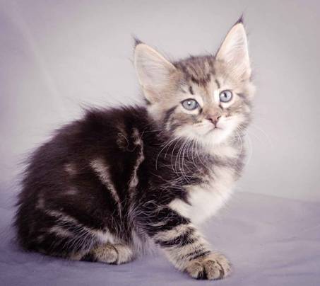 Description: J:\Pictures\K-kull\K-kull_6_weeks\20101213_K-kull_6_weeks_0030.jpg