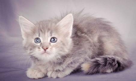 Description: J:\Pictures\K-kull\K-kull_6_weeks\20101213_K-kull_6_weeks_0041.jpg