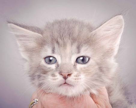 Description: J:\Pictures\K-kull\K-kull_6_weeks\20101213_K-kull_6_weeks_0039.jpg