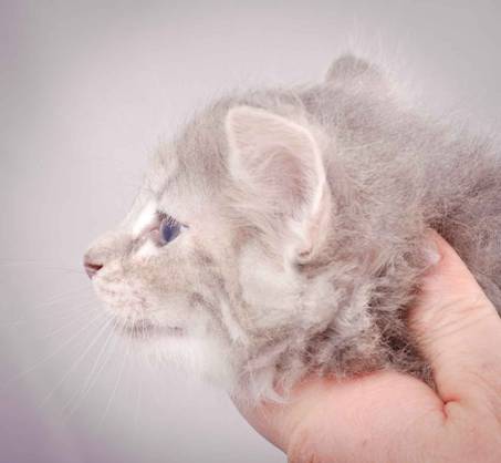 Description: J:\Pictures\K-kull\K-kull_6_weeks\20101213_K-kull_6_weeks_0037.jpg