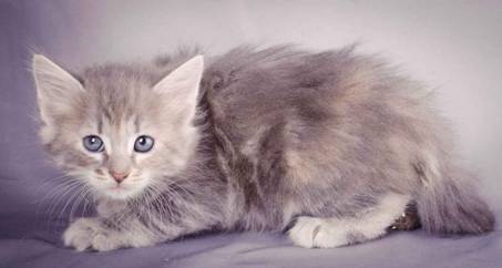 Description: J:\Pictures\K-kull\K-kull_6_weeks\20101213_K-kull_6_weeks_0034.jpg