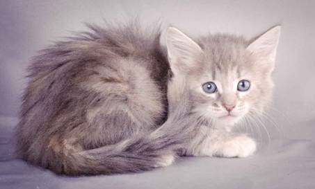 Description: J:\Pictures\K-kull\K-kull_6_weeks\20101213_K-kull_6_weeks_0046.jpg