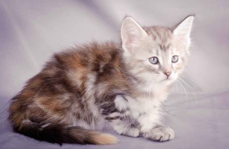 Description: J:\Pictures\K-kull\K-kull_6_weeks\20101213_K-kull_6_weeks_0057.jpg