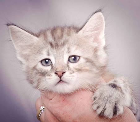 Description: J:\Pictures\K-kull\K-kull_6_weeks\20101213_K-kull_6_weeks_0052.jpg