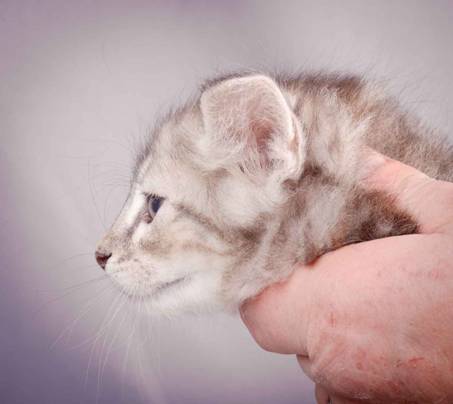 Description: J:\Pictures\K-kull\K-kull_6_weeks\20101213_K-kull_6_weeks_0051.jpg