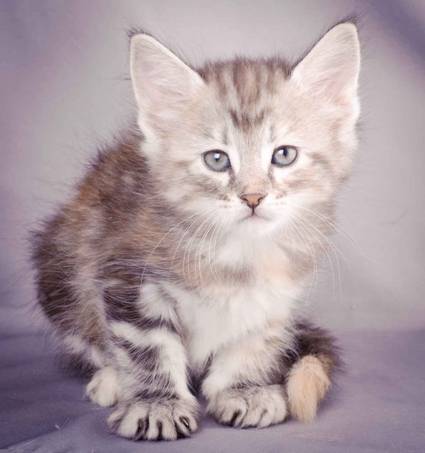 Description: J:\Pictures\K-kull\K-kull_6_weeks\20101213_K-kull_6_weeks_0050.jpg