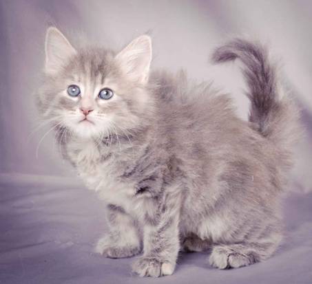 Description: J:\Pictures\K-kull\K-kull_6_weeks\20101213_K-kull_6_weeks_0072.jpg