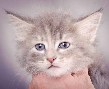 Description: J:\Pictures\K-kull\K-kull_6_weeks\20101213_K-kull_6_weeks_0071.jpg