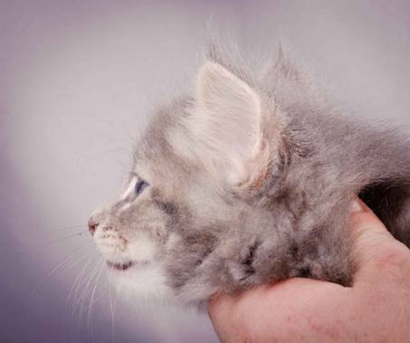 Description: J:\Pictures\K-kull\K-kull_6_weeks\20101213_K-kull_6_weeks_0070.jpg