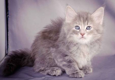 Description: J:\Pictures\K-kull\K-kull_6_weeks\20101213_K-kull_6_weeks_0069.jpg