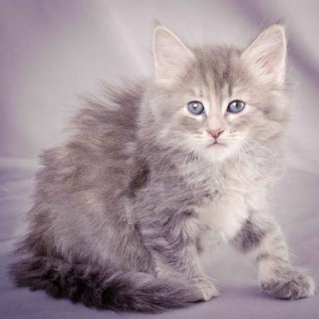 Description: J:\Pictures\K-kull\K-kull_6_weeks\20101213_K-kull_6_weeks_0080.jpg