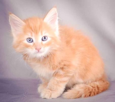 Description: J:\Pictures\K-kull\K-kull_6_weeks\20101213_K-kull_6_weeks_0088.jpg