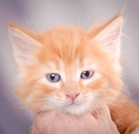 Description: J:\Pictures\K-kull\K-kull_6_weeks\20101213_K-kull_6_weeks_0087.jpg