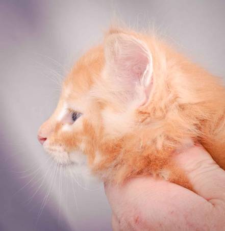 Description: J:\Pictures\K-kull\K-kull_6_weeks\20101213_K-kull_6_weeks_0086.jpg