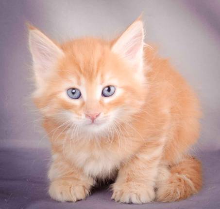 Description: J:\Pictures\K-kull\K-kull_6_weeks\20101213_K-kull_6_weeks_0083.jpg