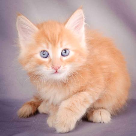 Description: J:\Pictures\K-kull\K-kull_6_weeks\20101213_K-kull_6_weeks_0095.jpg