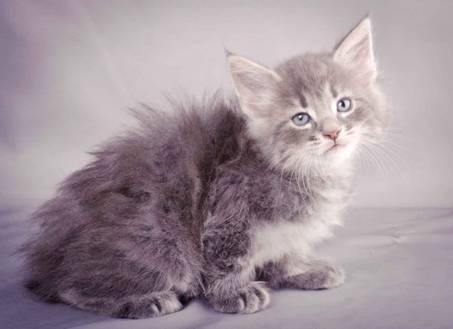 Description: J:\Pictures\K-kull\K-kull_6_weeks\20101213_K-kull_6_weeks_0106.jpg