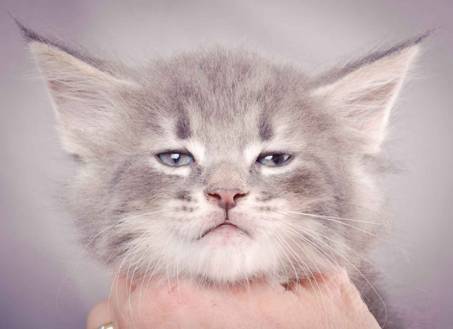 Description: J:\Pictures\K-kull\K-kull_6_weeks\20101213_K-kull_6_weeks_0104.jpg