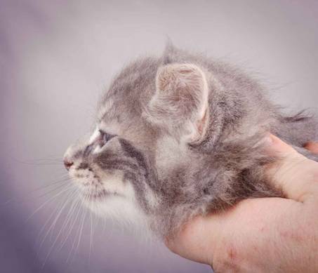 Description: J:\Pictures\K-kull\K-kull_6_weeks\20101213_K-kull_6_weeks_0102.jpg