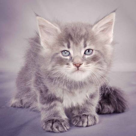 Description: J:\Pictures\K-kull\K-kull_6_weeks\20101213_K-kull_6_weeks_0100.jpg