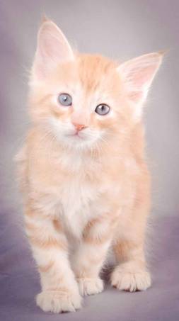 Description: J:\Pictures\K-kull\K-kull_6_weeks\20101213_K-kull_6_weeks_0125.jpg