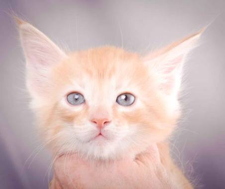 Description: J:\Pictures\K-kull\K-kull_6_weeks\20101213_K-kull_6_weeks_0119.jpg