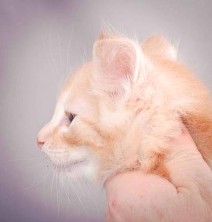 Description: J:\Pictures\K-kull\K-kull_6_weeks\20101213_K-kull_6_weeks_0117.jpg