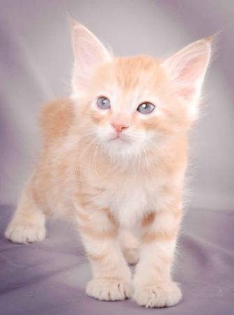 Description: J:\Pictures\K-kull\K-kull_6_weeks\20101213_K-kull_6_weeks_0115.jpg