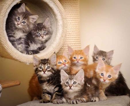 Description: J:\Pictures\K-kull\K-kull_7_weeks\20101220_K-kull_7_weeks_0132.jpg