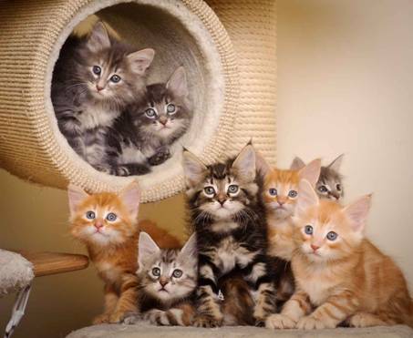 Description: J:\Pictures\K-kull\K-kull_7_weeks\20101220_K-kull_7_weeks_0134.jpg