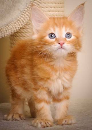 Description: J:\Pictures\K-kull\K-kull_7_weeks\20101220_K-kull_7_weeks_0009.jpg